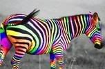 zebra.jpg image by Bass_Chick_2010